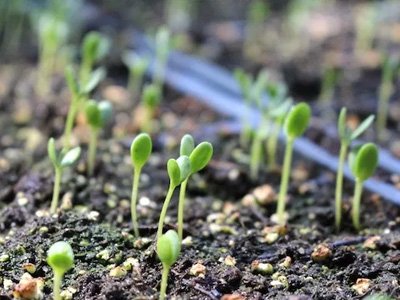 News & Blog - Seedlings in dirt