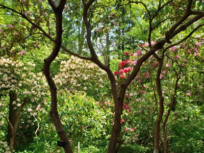 News & Blog - Heritage in spring rhodies