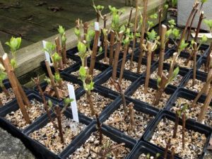 News & Blog - Propagating plants