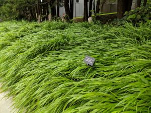 Hakone Grass