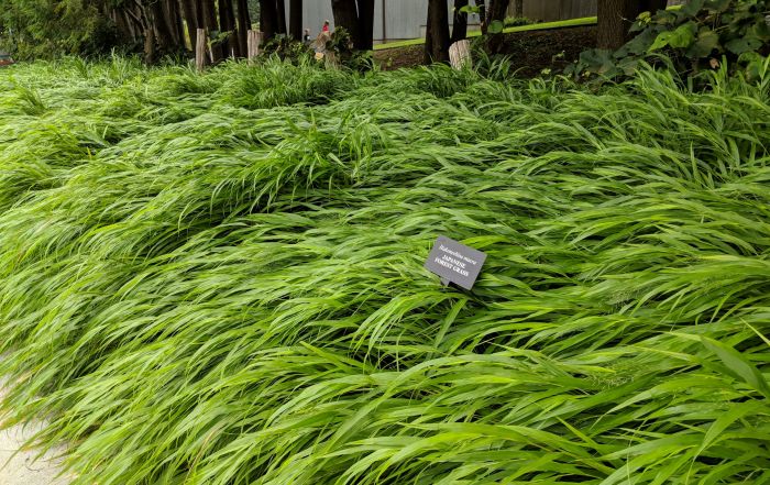 Hakone Grass