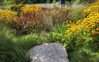 Parking Garden Bioswale