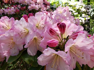 Rhodie in spring