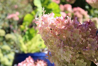 Strawberry Hydrangeas