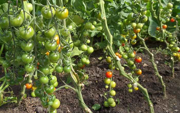 News & Blog - Tomato Plants