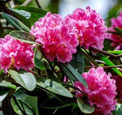 Rhododendron