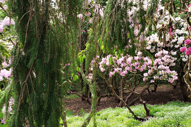 Rhodies in woods