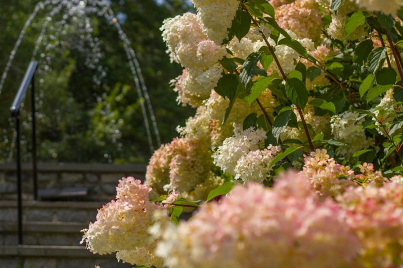 North American Hydrangea Test Garden