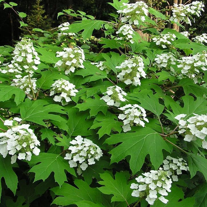 Oakleaf hydrangea