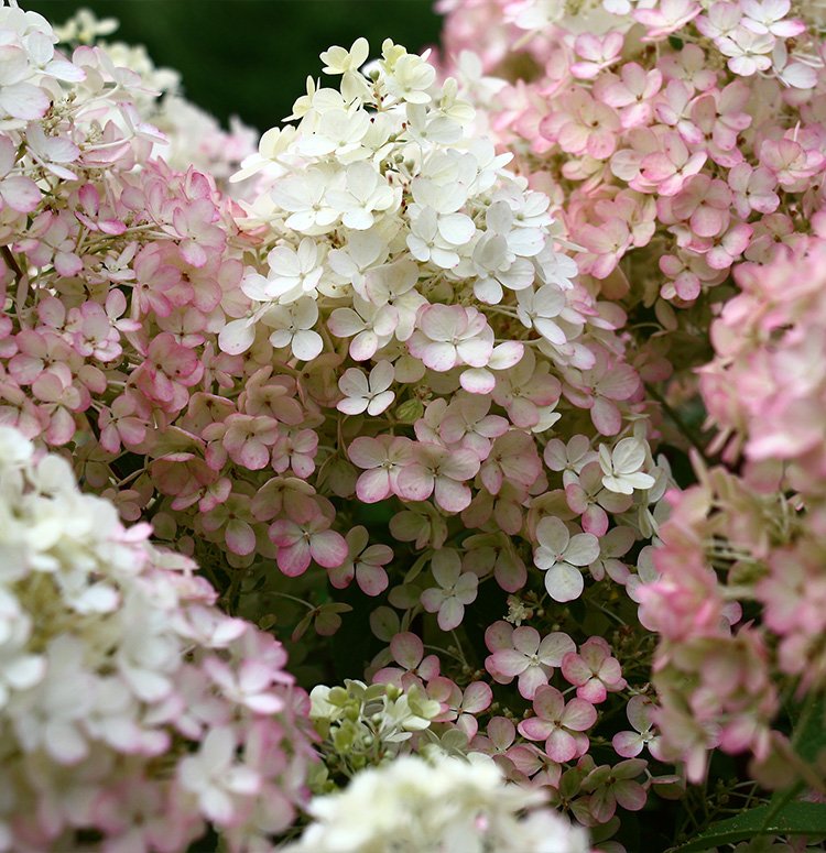 Bobo hydrangea