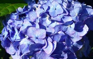 Hydrangea Test Garden