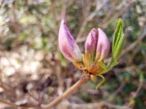 Spring Rhodie