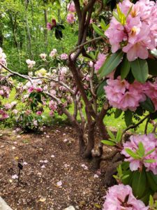 Rhodie in spring