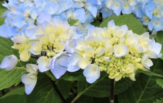 Mals Favorite Hydrangeas