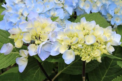 Mals Favorite Hydrangeas