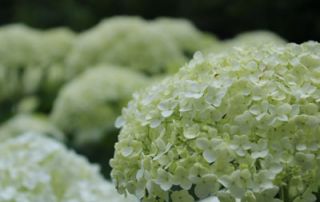 Limelight Hydrangea White