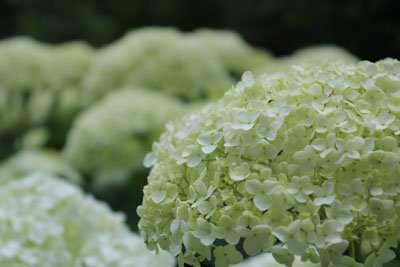 Limelight Hydrangea White