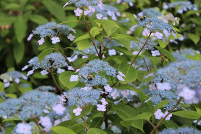 Blue bird Hydrangea