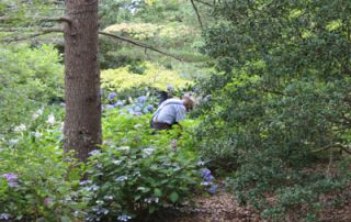 Mal in the Hydrangea Garden