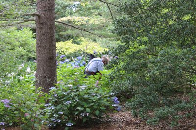 Mal in the Hydrangea Garden