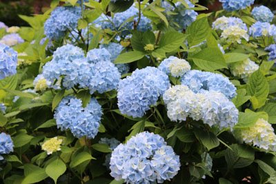 Blue Hydrangeas