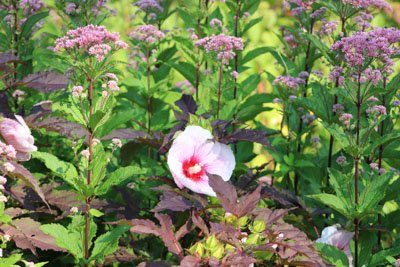 Parking garden bioswale hibiscus