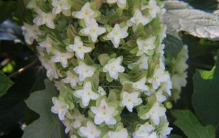 Oakleaf Hydrangea