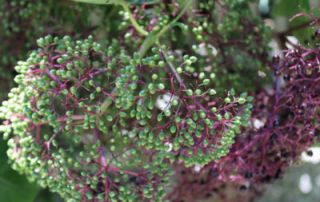 American Elderberry