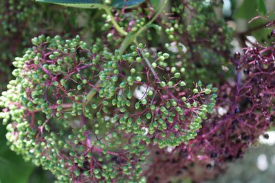 American Elderberry