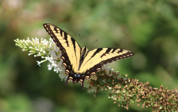 Butterfly in Garden of the Senses