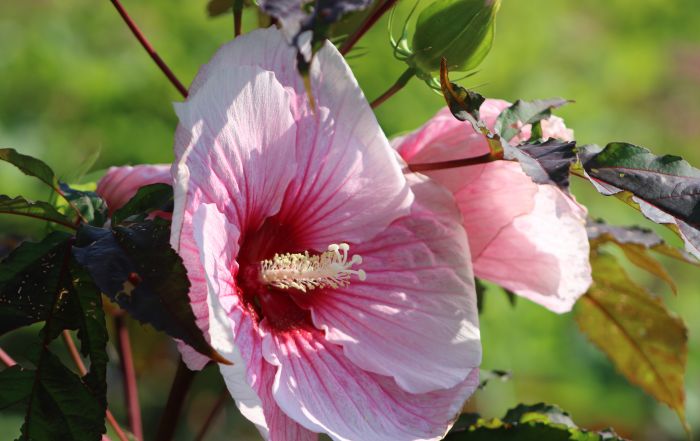 Hibiscus