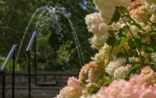 Hydrangea Test Garden