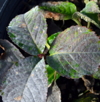 Powdery Mildew – Oct.2018