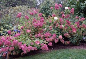 H. paniculata, Heritage, October 2019