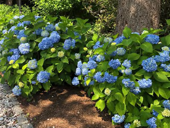 H. macrophylla, Endless Summer, Heritage, July, 2019