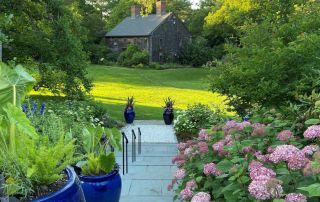 Hydrangeas