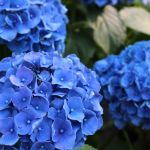 Hydrangea