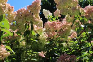 Strawberry Hydrangeas