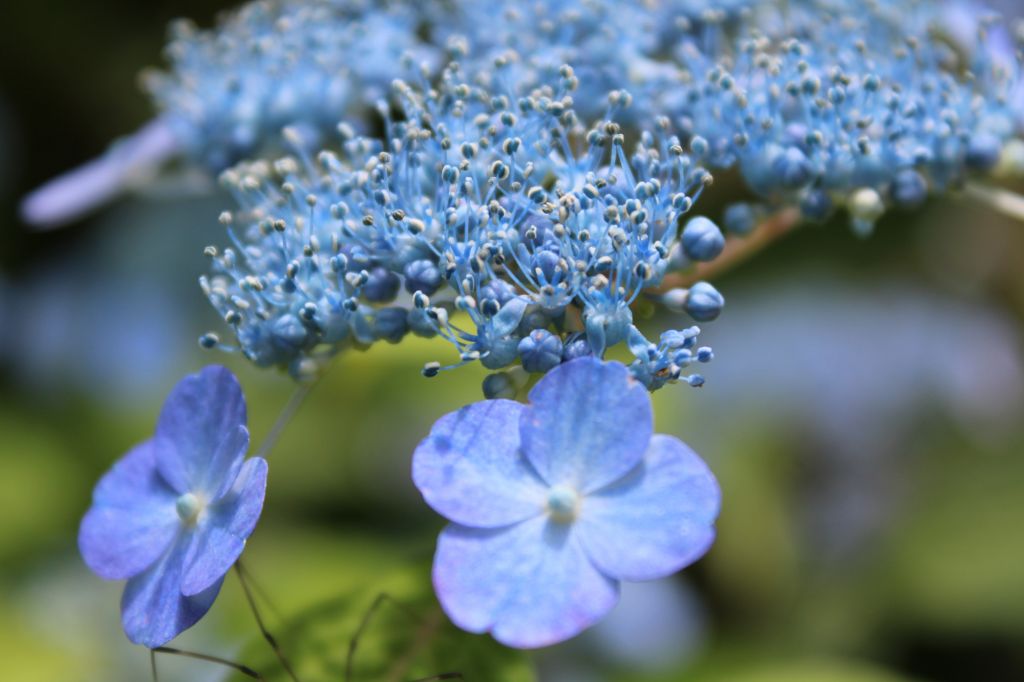 Lace hydrangea