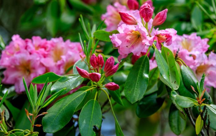 Rhododendron