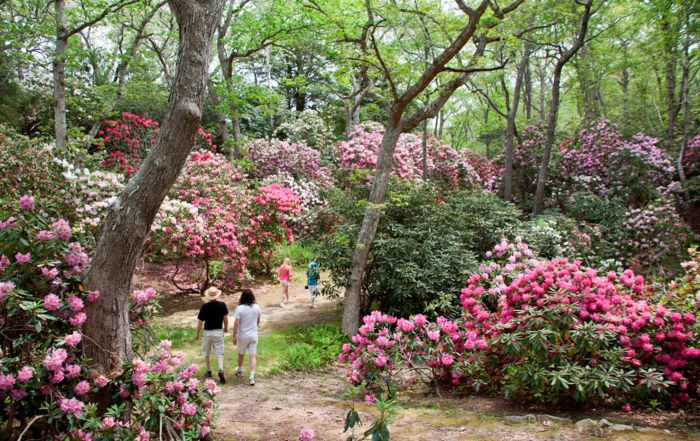 Rhododendron at Heritage