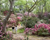 Heritage trail Rhododendron