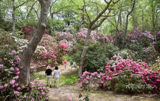 Heritage trail Rhododendron