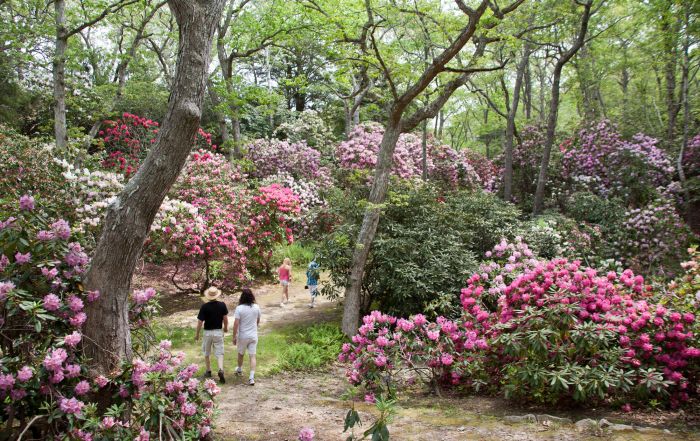 Heritage trail Rhododendron