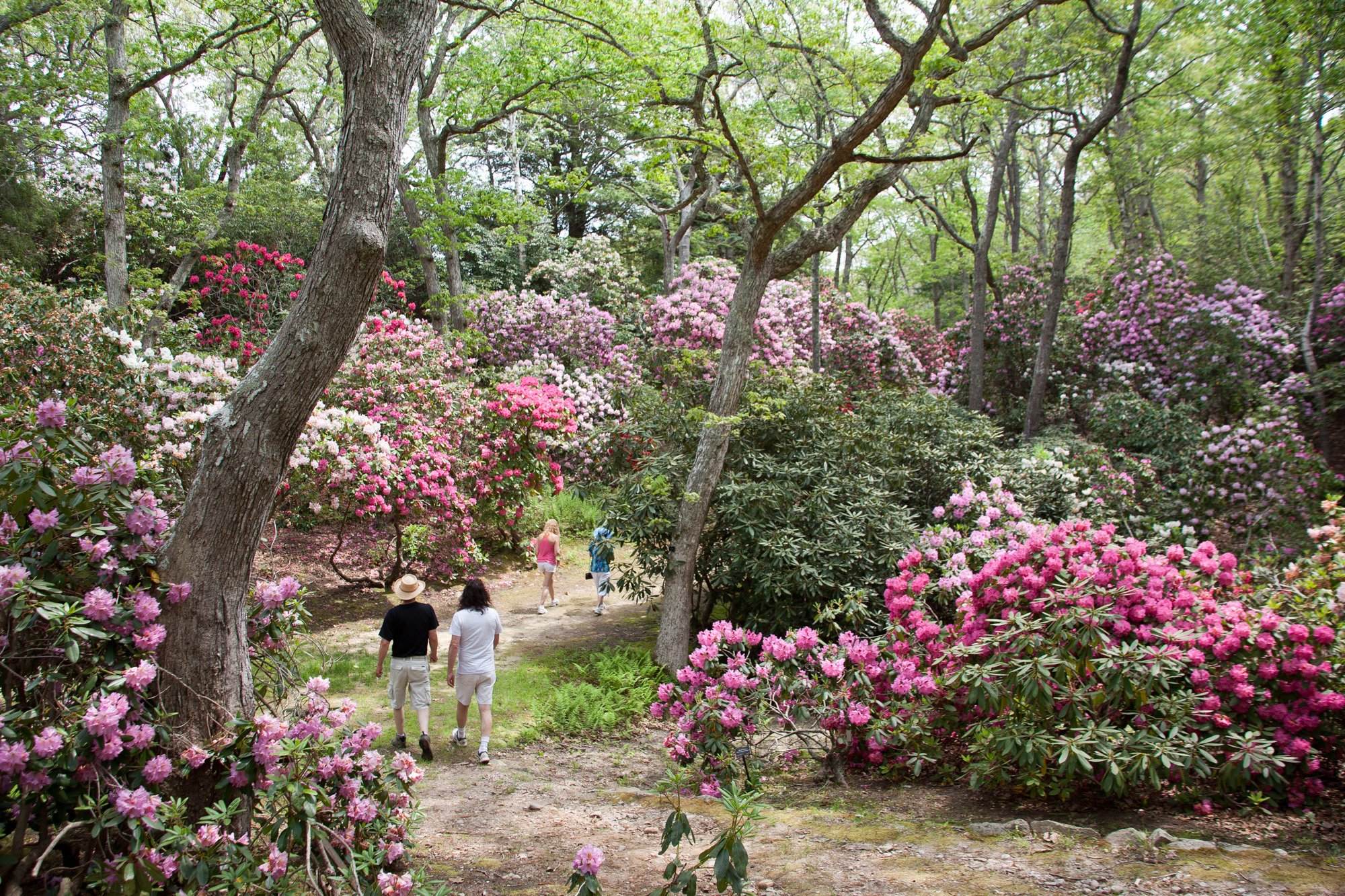 Tickets for Heritage trail Rhododendron