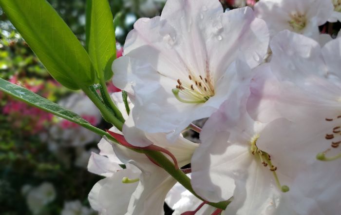 White Rhododendron