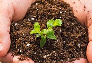 News & Blog - Seedling in dirt