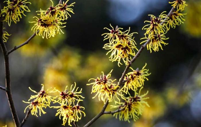 News & Blog - witch-hazel