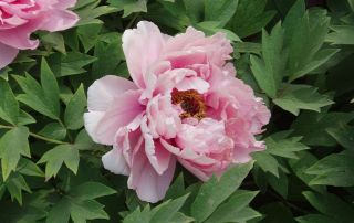 tree peony