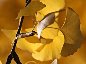 Gingko